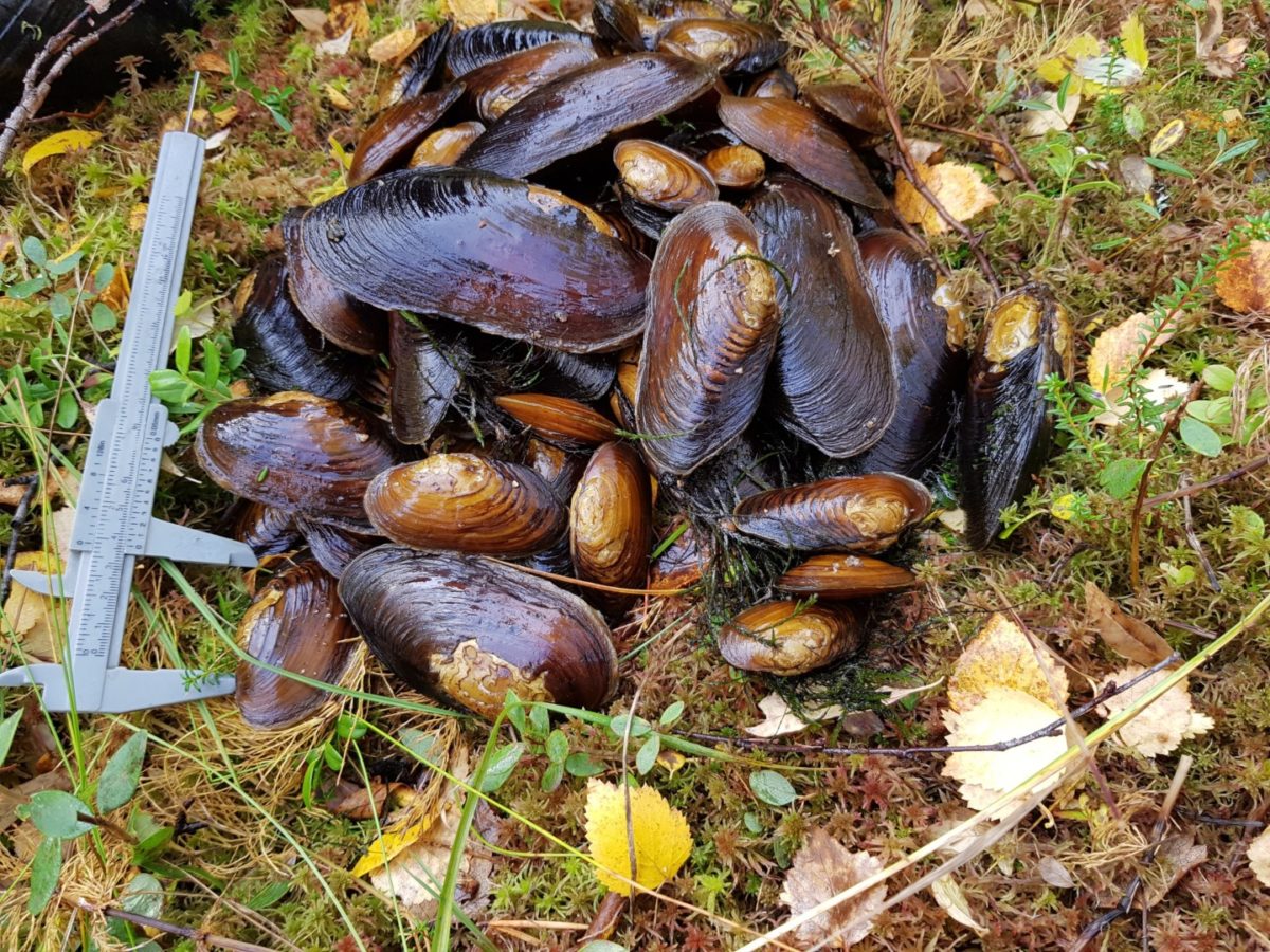 A Senior Ecosystem Service Provider The Freshwater Pearl Mussel   An Ideal Freshwater Pearl Mussel Population Consisting Of Different Age Groups 1200x900 